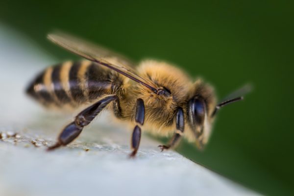 Learn how to keep honey bees